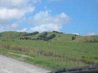 Sheep beside the road