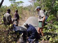 Elephant Collaring