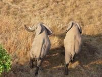 Two elephants running