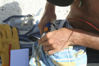 James Russell attaching a band to a Red-tailed tropic bird