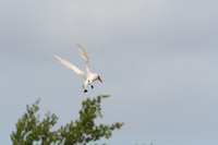 James Russell and Red-tailed tropic bird