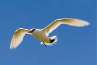 James Russell and Red-tailed tropic bird