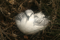 James Russell and Red-tailed tropic bird