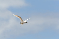 James Russell and Red-tailed tropic bird