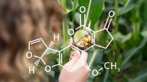 Concept of corn crops with chemical structure of aflatoxin. Agronomist in corn maize field searching for aflatoxin and other diseases. Food control and crops inspection in agriculture.