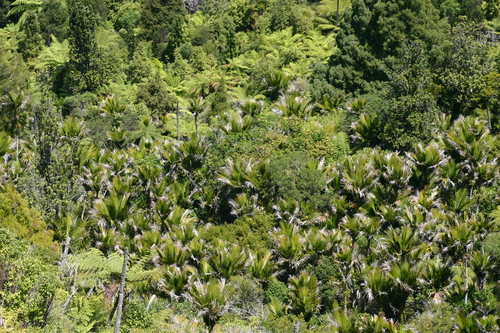 Auckland24.jpg